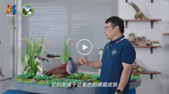 鸟类科普小知识3