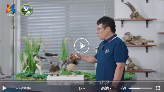 鸟类科普小知识2